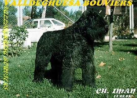 Iman de Valldeghuesa | Bouvier des Flandres 