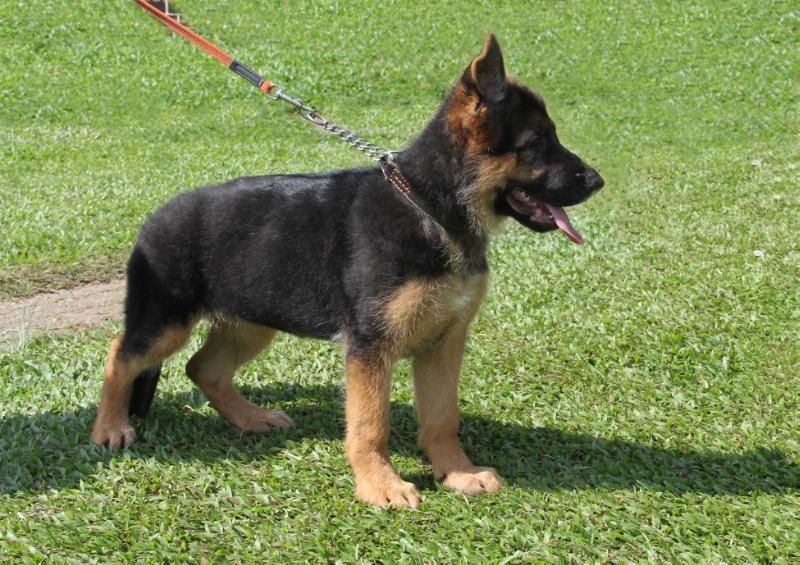 Umay von Brabandt | German Shepherd Dog 