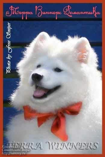 Terra Winners Romantica | Samoyed 