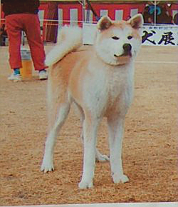 HIMEKOMACHI GO Kishu Kinokunisou | Akita 
