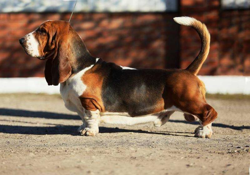 FOREVER LONG EARS MC ROYAL | Basset Hound 