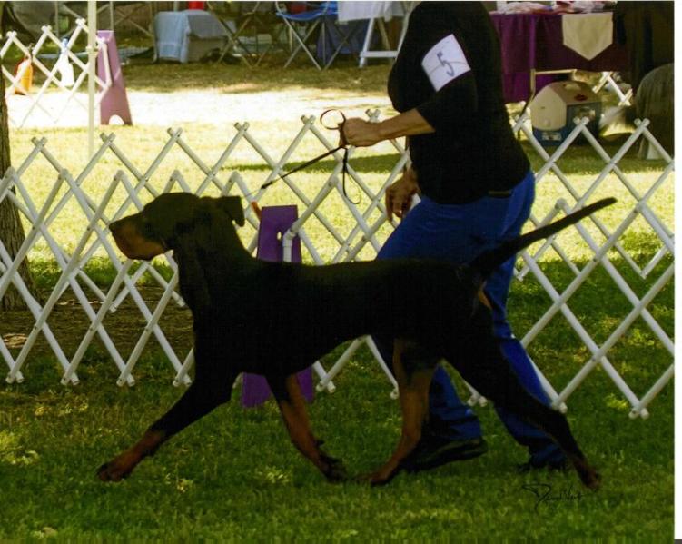 Windbourne ScoutOut In High Pursuit of Carlin | Black and Tan Coonhound 