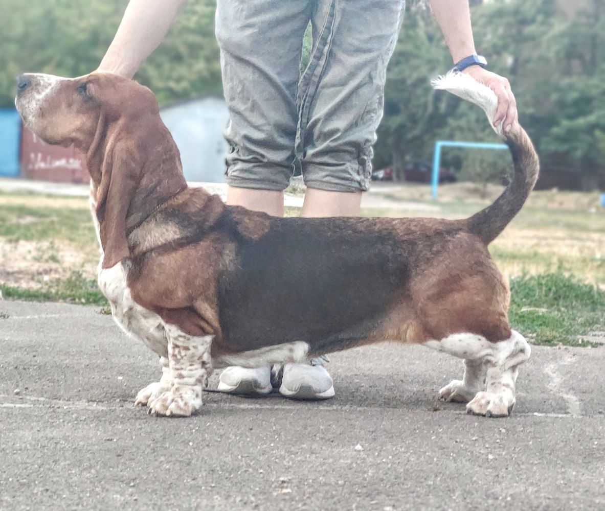 Argentina Dance City Hound | Basset Hound 