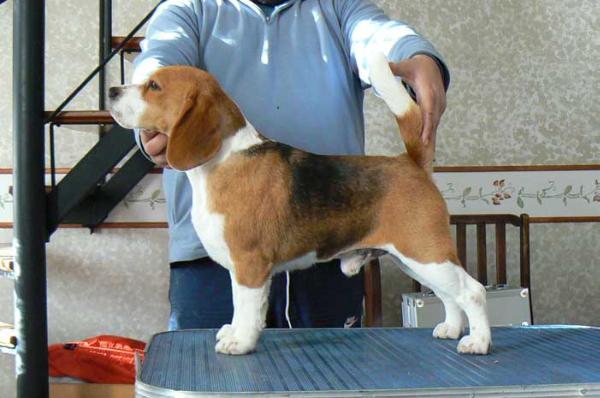 Camilo De Suarias | Beagle 