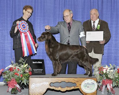 Shasta Brownstone | Flat-Coated Retriever 