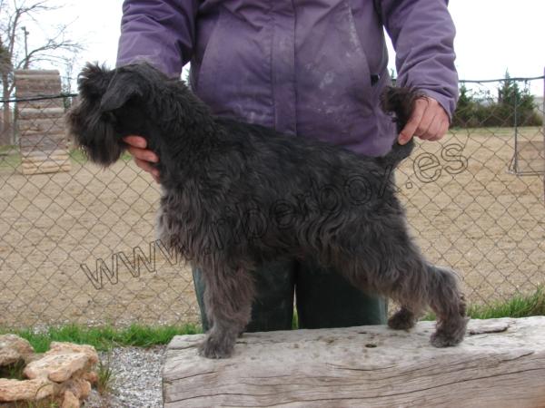 Riberbox Cosica | Miniature Schnauzer 