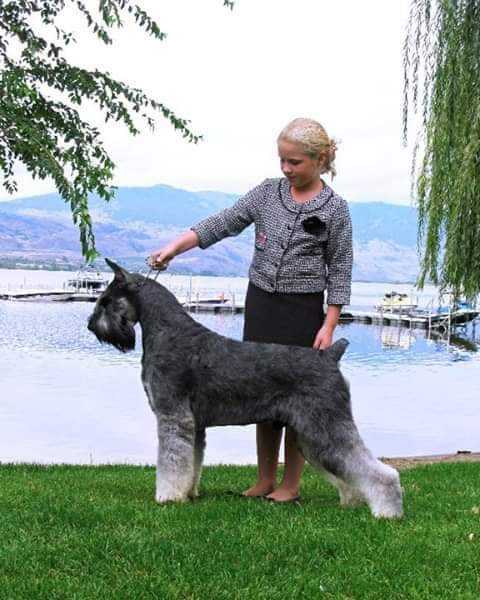 Skansen's Great Gatsby | Giant Schnauzer 