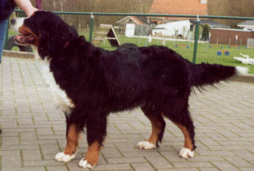 VJANNE VAN DE WEYENBERG | Bernese Mountain Dog 