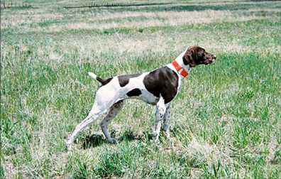 Black Forest Brodie | German Shorthaired Pointer 