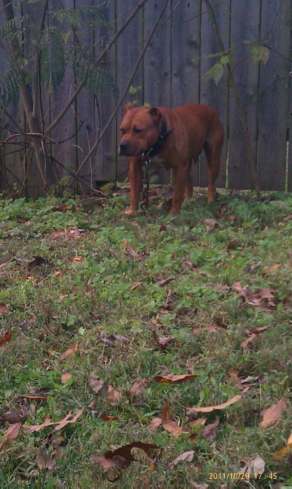 Smith's Lady Jade | American Pit Bull Terrier 