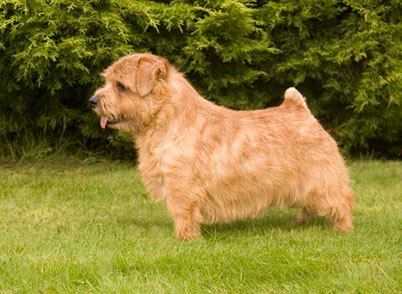 Belleville Premonition | Norfolk Terrier 