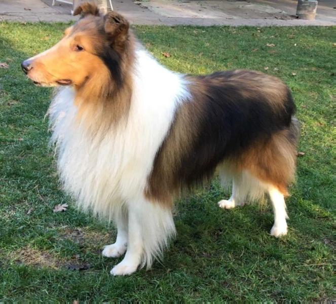 Romany’s Magnificent Marcus | Rough Collie 