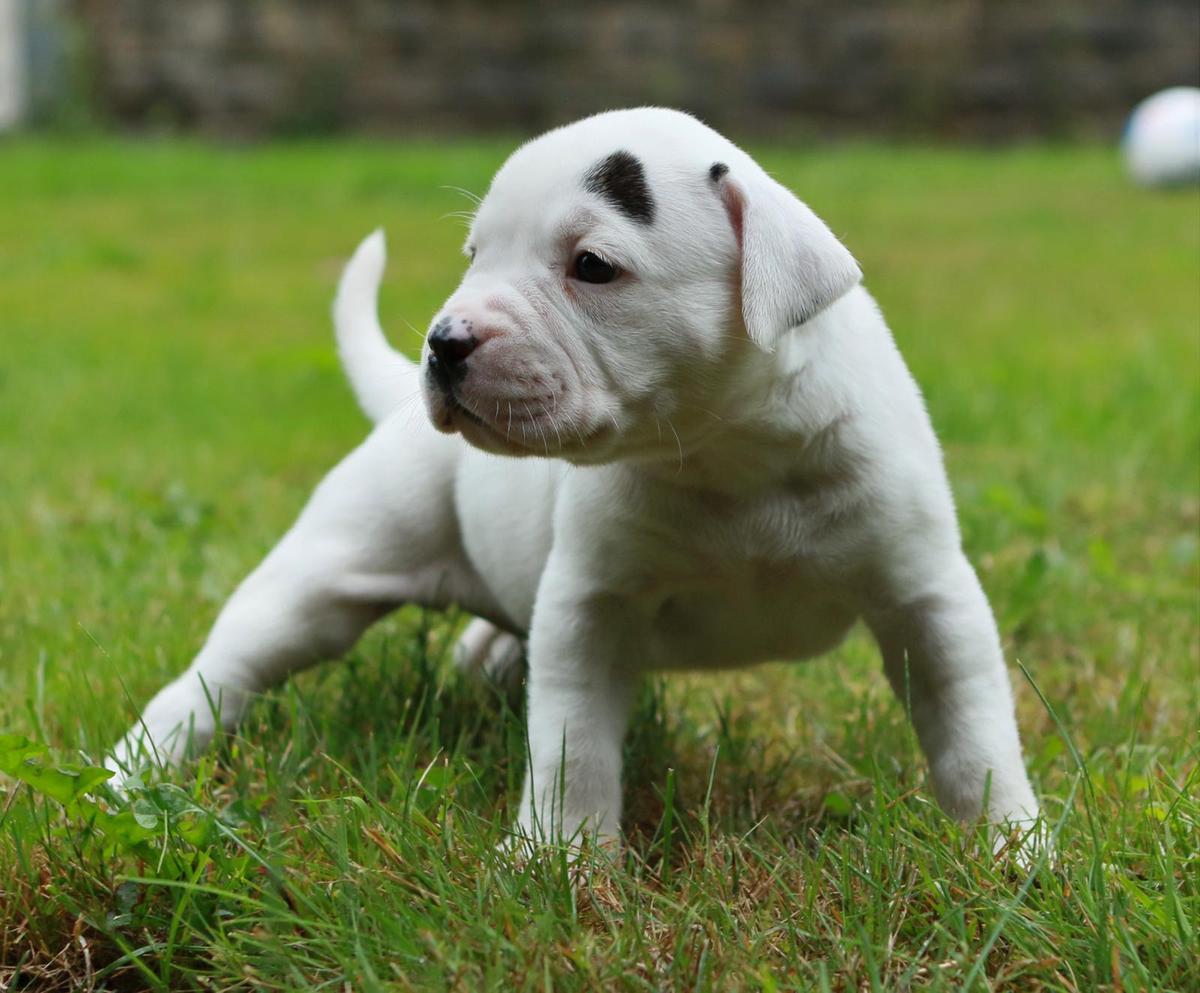 Chestnut’s Little Chapa at Gremlins | American Bulldog 