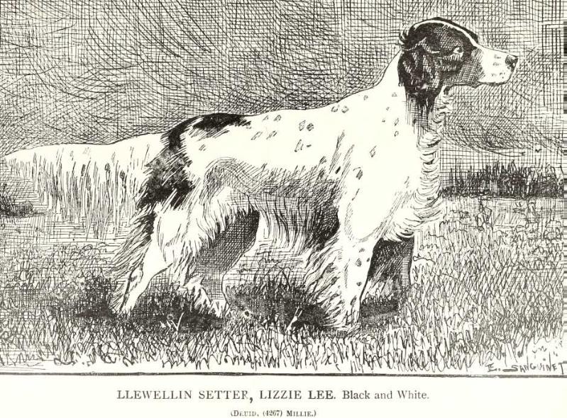 Lizzie Bee | English Setter 