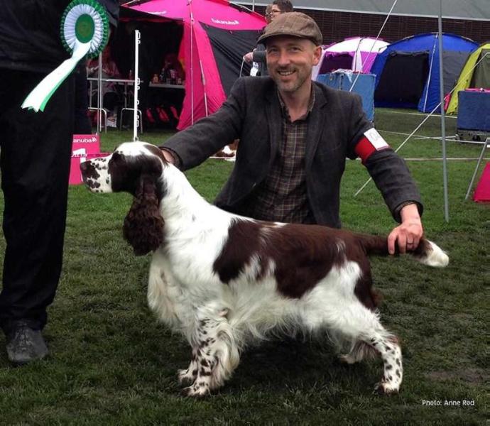 Westaway Stop Press | English Springer Spaniel 