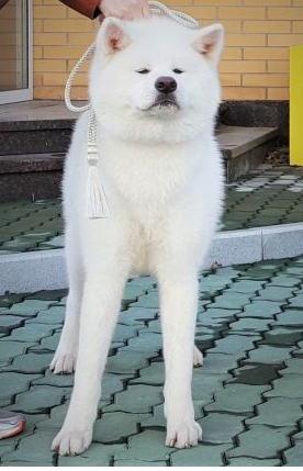 Shindjeru Rising Star Alkadar | Akita 