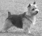 Titanium Black Plum | Norwich Terrier 