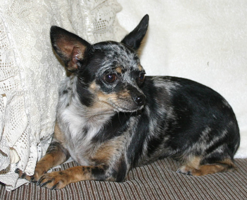 Varners Bucket Of Silver Ashes | Chihuahua 