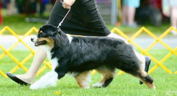 Harmony Hill's Strip The Willow | Australian Shepherd 