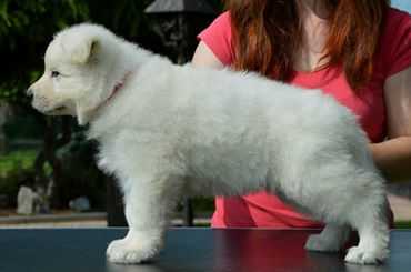 Brugal Aneyo | White Swiss Shepherd Dog 