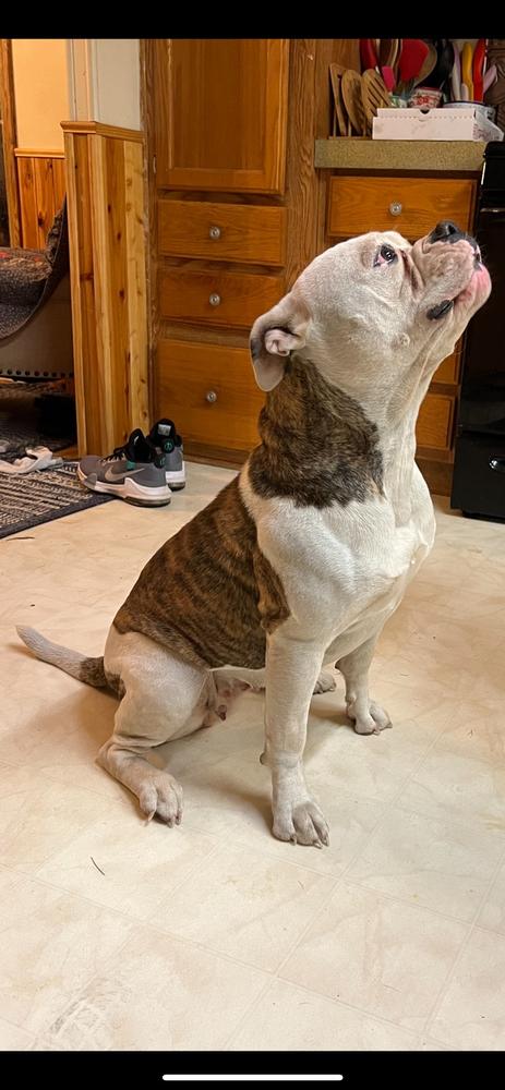 SJK June Carter | American Bulldog 