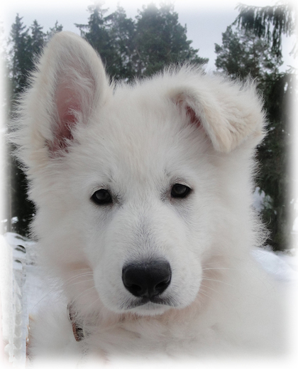 Airo Diavolocane | White Swiss Shepherd Dog 