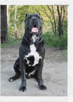 SHIK OF MY DESIRE IZ DINASTII CHEMPIONOV | Cane Corso 