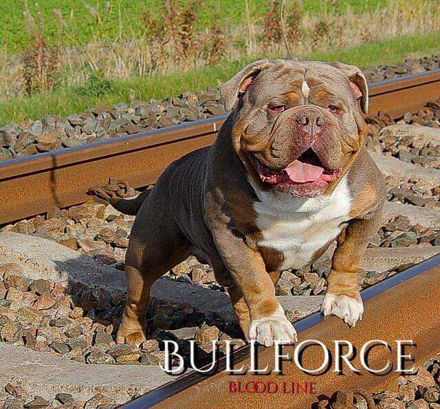 Albion Bulls´ Zeus | Olde English Bulldogge 