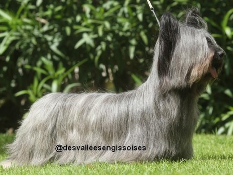 Glam N' Glitz des Vallees Engissoises | Skye Terrier 