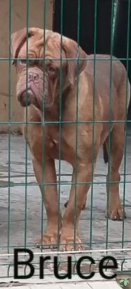 Bruce Di Casa Patinella | Dogue de Bordeaux 