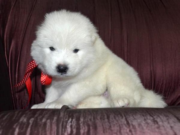 Aragorn vom Polaris | Samoyed 