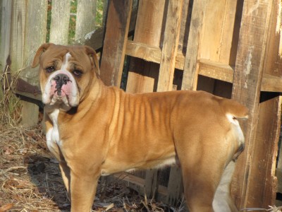 Joyful Acres' Red Rose | Olde English Bulldogge 