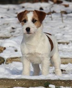 Ell-Ell'S  REPRINT  EDITION | Jack Russell Terrier 