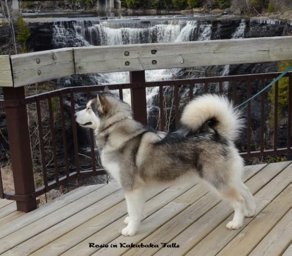 Canamarok Red Roses O'Moonsnoe | Alaskan Malamute 