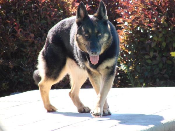 Amiga vom Haus Puno | German Shepherd Dog 