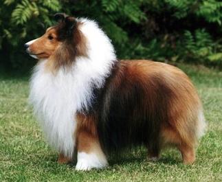 Laureate Explorer | Shetland Sheepdog 