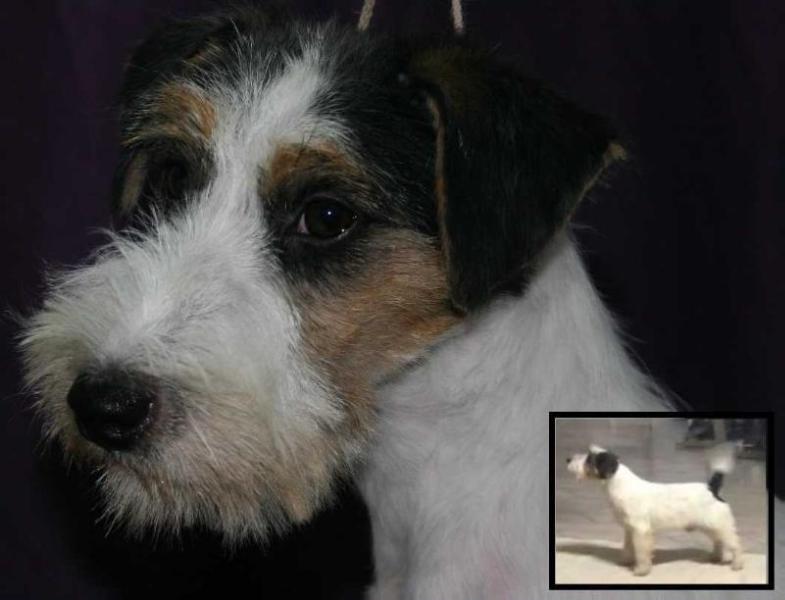 ROYAL DI SAN RUFFINO JACK SUSPENSE | Jack Russell Terrier 