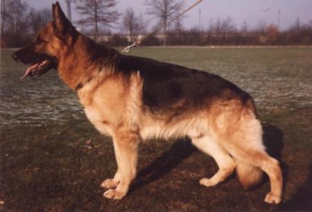 Mec von Arminius | German Shepherd Dog 