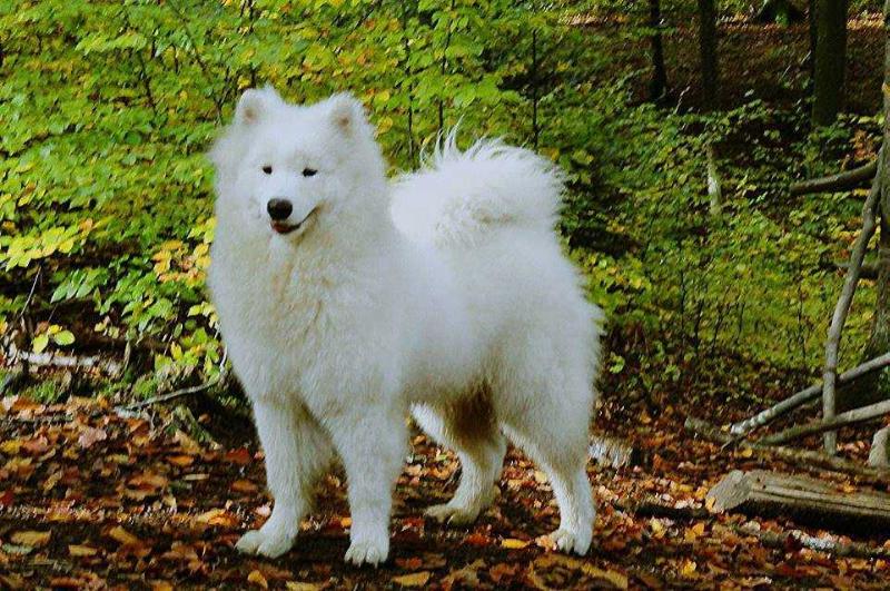 EILIDH OF HONEY Magia Syberii | Samoyed 