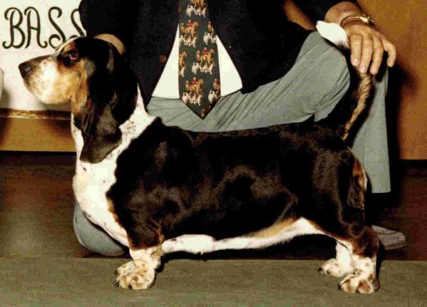 Briarcrest Double Bubble | Basset Hound 