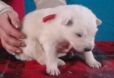 Loba NKN | White Swiss Shepherd Dog 