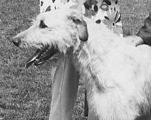 Petasmeade Chieftain of Brabyns | Irish Wolfhound 