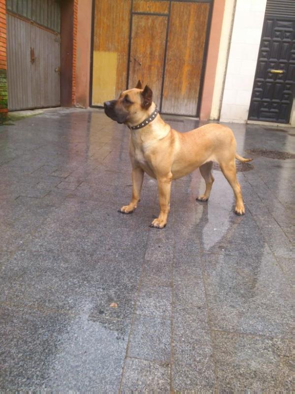 Arousa de aullar Celta (Hera) | Perro de Presa Canario 