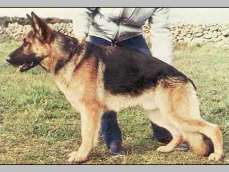 Varro von der Maaraue | German Shepherd Dog 