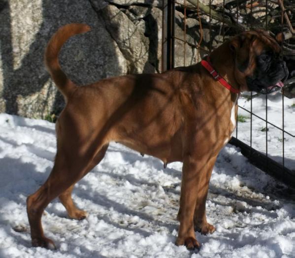 Queen de los Morritos | Boxer 