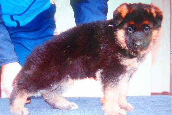 Heineken redox | German Shepherd Dog 