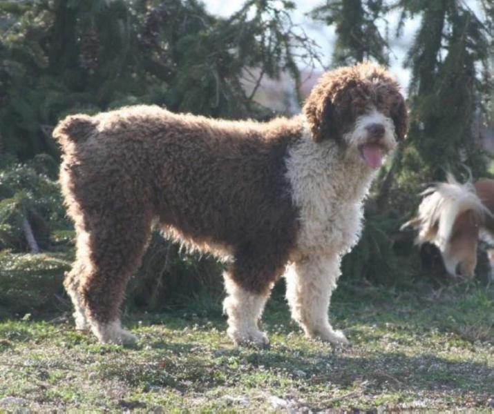 Rosi | Spanish Water Dog 