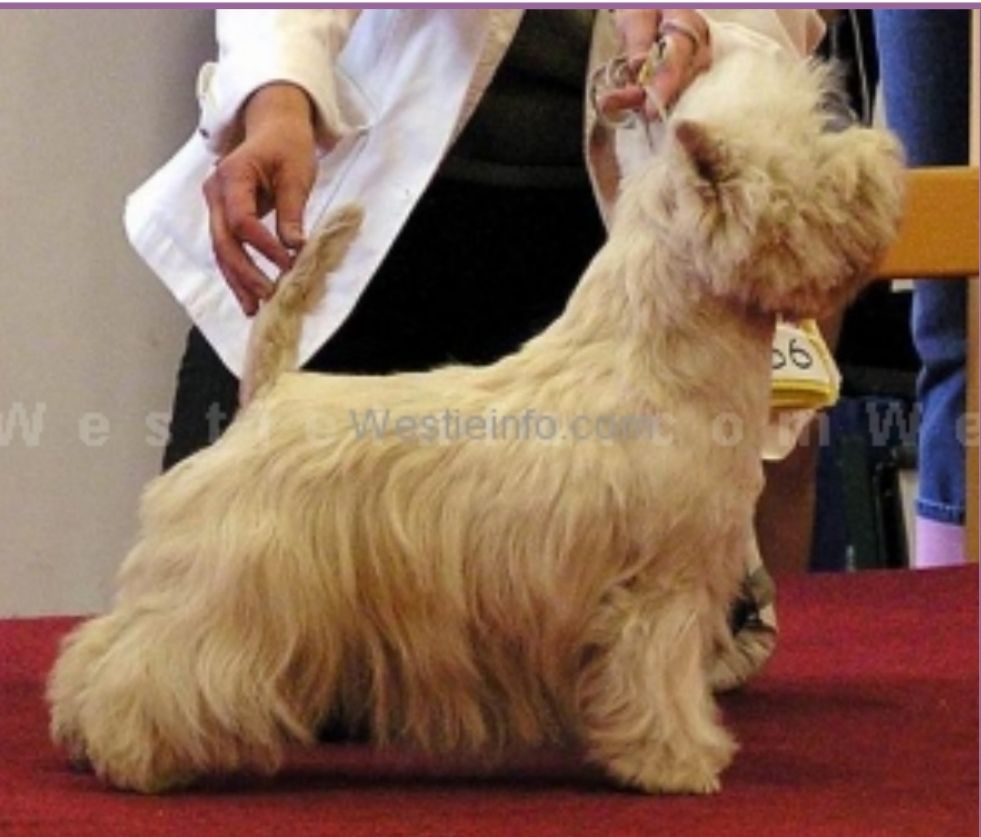 Oscarie White Oleander | West Highland White Terrier 