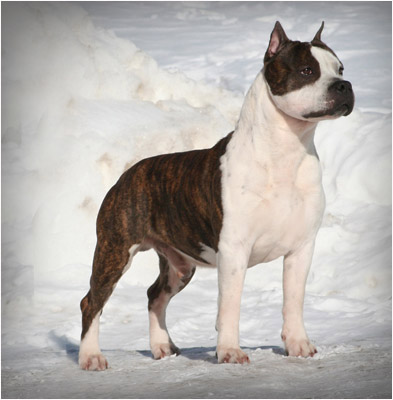 The Big Tony (Cardenas) | American Staffordshire Terrier 