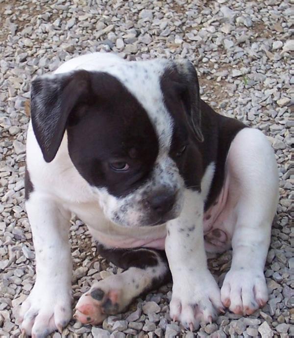 BuffaloCreek's Dynamite of Working class Bulldog's | Olde English Bulldogge 